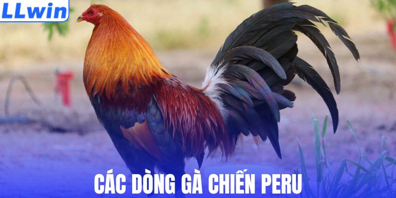 Các dòng gà chiến Peru hot nhất