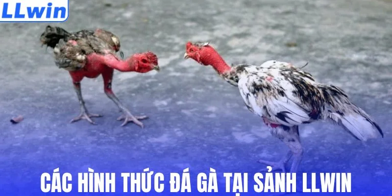 Các hình thức đá gà tại sảnh LLWIN