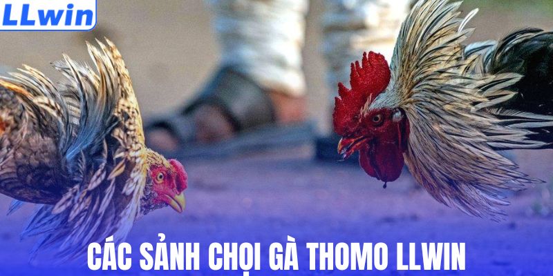 Các sảnh chọi thomo tại LLWIN