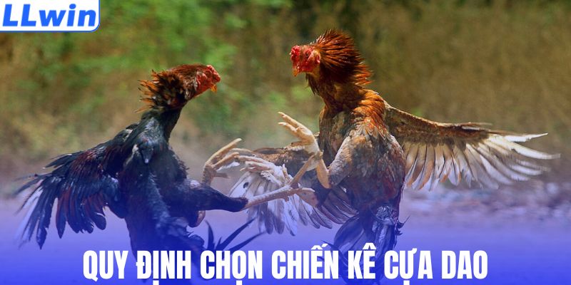 Cách chọn chiến kê cựa dao
