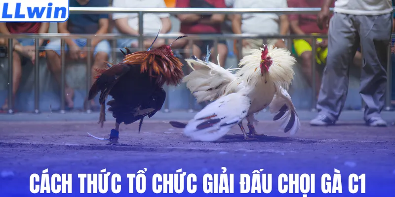 Cách thức tổ chức giải đấu chọi gà C1