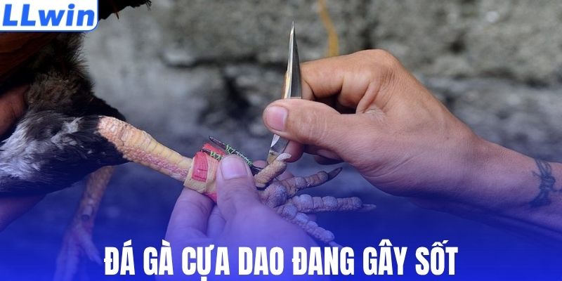 Chọi gà cựa dao gây sốt