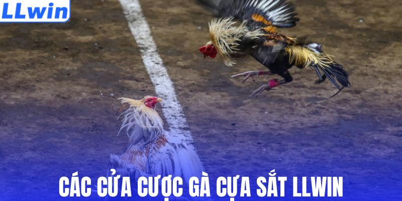 Cửa cược đá gà cựa sắt LLWIN