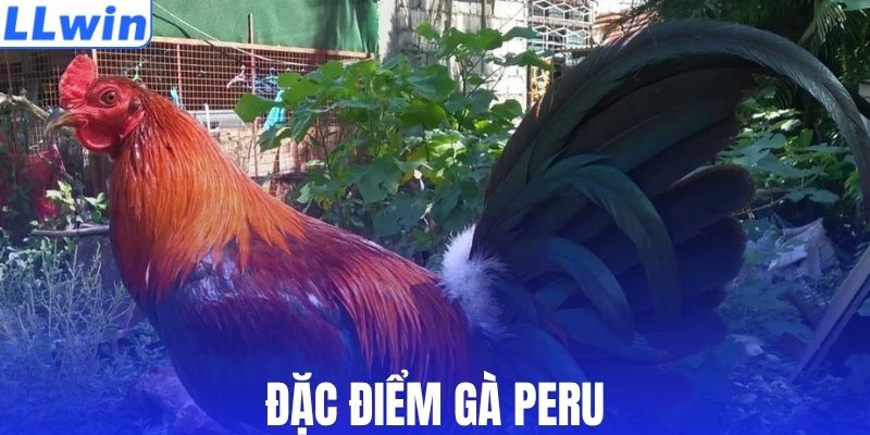 Đặc điểm của gà Peru