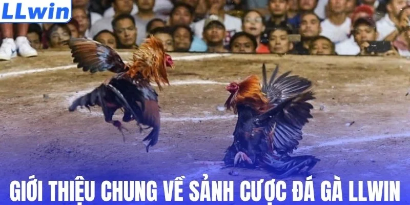 Giới thiệu chung về sảnh cược đá gà LLWIN