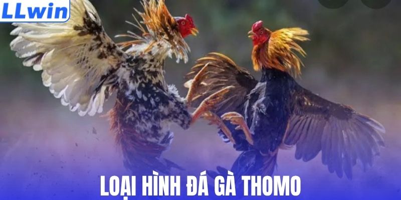 Hình thức đá gà thomo