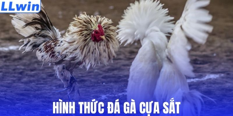 Loại hình chọi gà cựa sắt