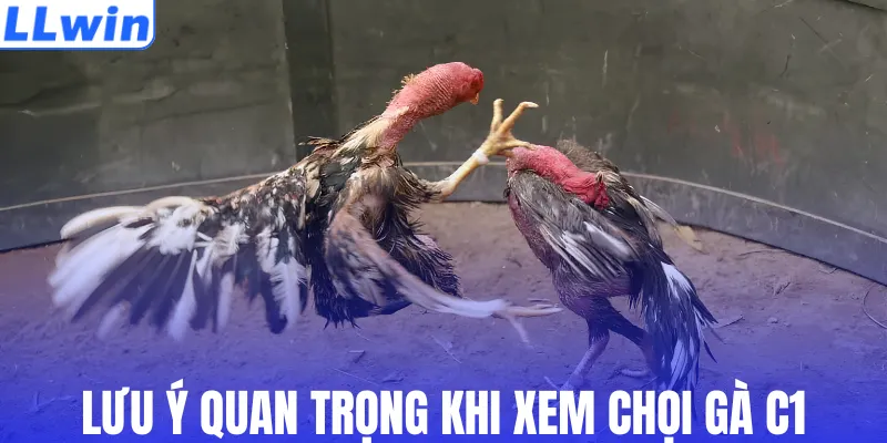Lưu ý quan trọng khi xem chọi gà C1