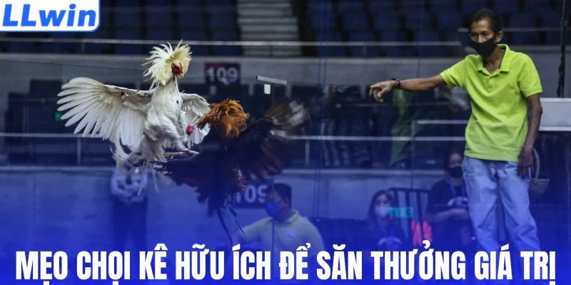 Một số mẹo chọi kê hữu ích để săn thưởng giá trị