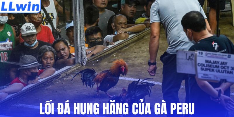 Phong cách đá hung hăng của chiến kê Peru