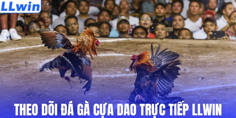 Theo dõi đá gà cựa dao trực tiếp LLWIN
