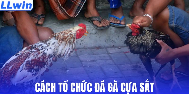 Tổ chức đá gà cựa sắt