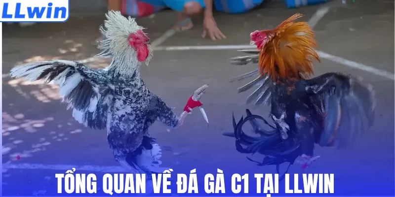 Tổng quan về đá gà C1 tại LLWIN 