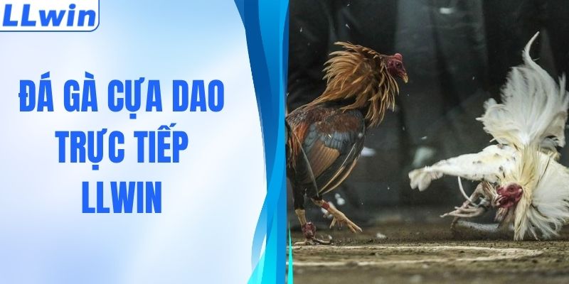 Đá Gà Cựa Dao Trực Tiếp - Siêu Kịch Tính, Xem Là Mê