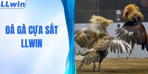 Đá Gà Cựa Sắt LLWIN - Trận Chiến Nảy Lửa, Thưởng Khủng