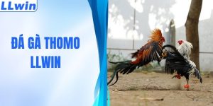 Đá Gà Thomo - Bí Kíp Săn Thưởng Cực Đỉnh Từ Cao Thủ