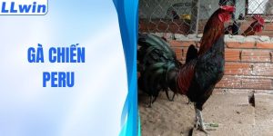 Gà Chiến Peru - Tốc Độ Sấm Sét, Tung Đòn Đá Chí Mạng