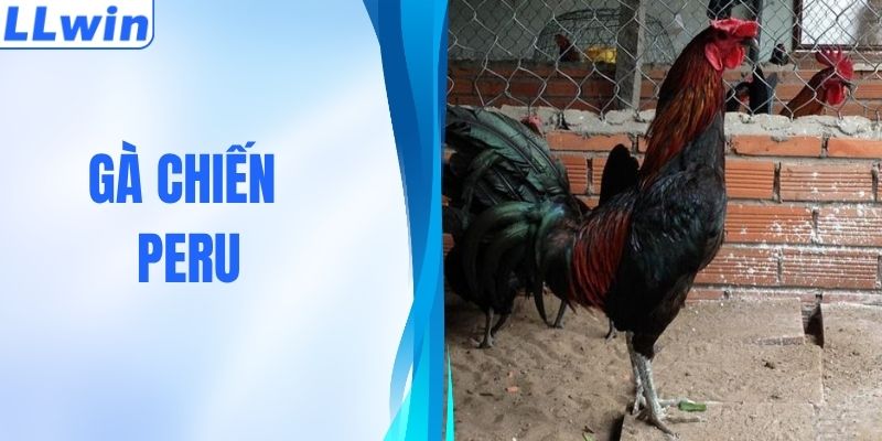 Gà Chiến Peru - Tốc Độ Sấm Sét, Tung Đòn Đá Chí Mạng